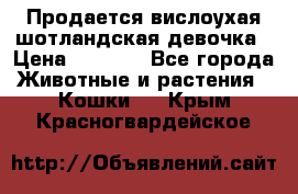 Продается вислоухая шотландская девочка › Цена ­ 8 500 - Все города Животные и растения » Кошки   . Крым,Красногвардейское